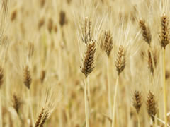 杵築の麦畑